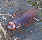 cockroach